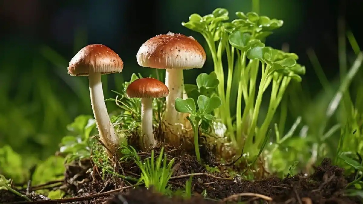 Mushroom Cultivation (SVR Farms ) farm land Bangalore, managed farmland near Bangalore, farmland near Bangalore ,farm land for sale Bangalore, best managed farmland near Bangalore, buy farm land near Bangalore