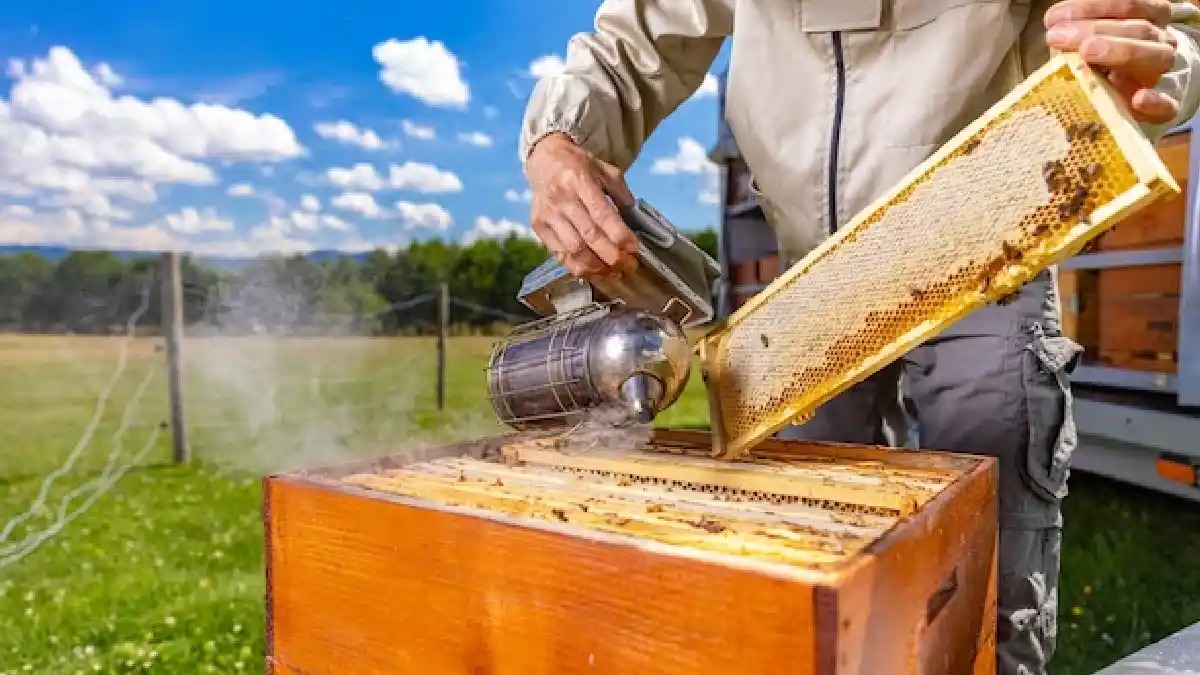 Sweet Rewards of Honey Production ( Best Managed Farmland Near Bangalore) farm land bangalore , managed farmland near bangalore , farmland near bangalore , farm land for sale near bangalore , agriculture land for sale bangalore, farm land for sale bangalore , best managed farmland near bangalore