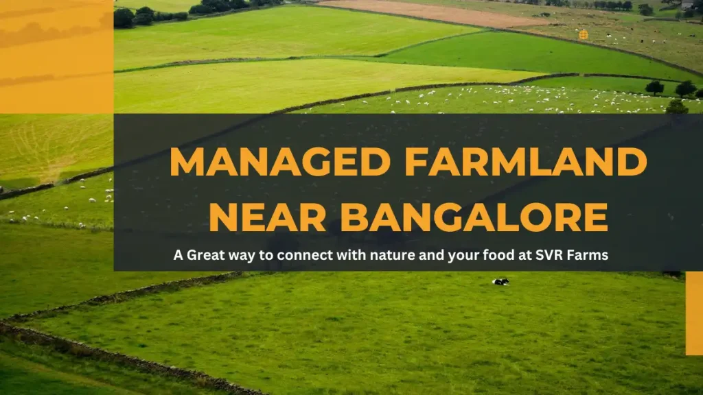 Managed Farmland near Bangalore: A Great way to connect with nature and your food at SVR Farms