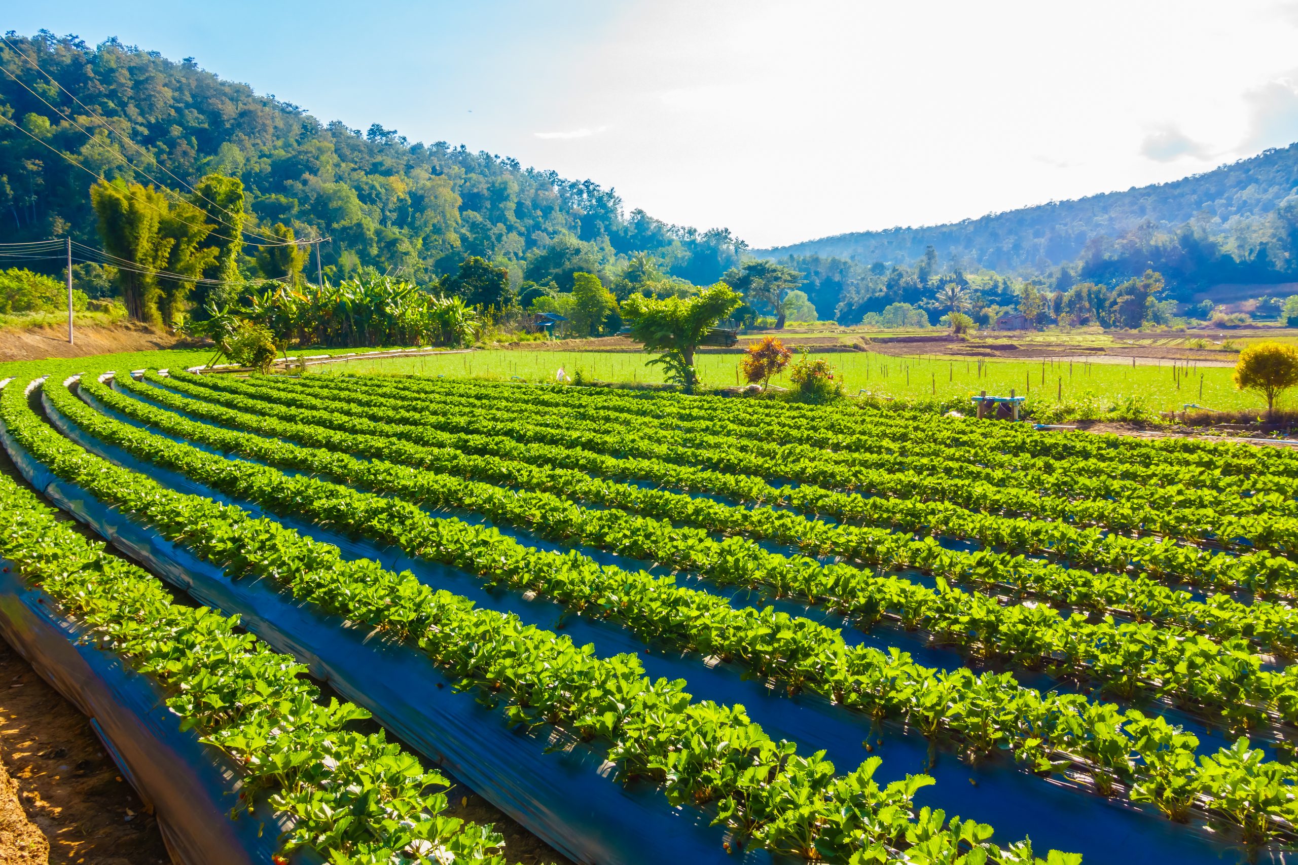 Premier Managed Farmland near Bangalore