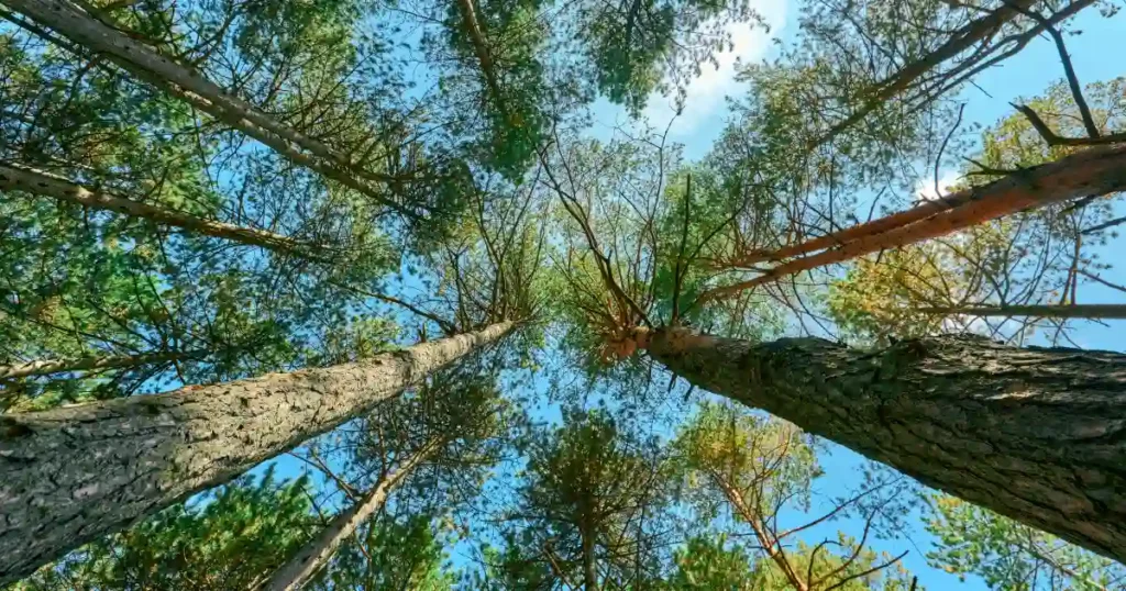 Agroforestry on farmland
