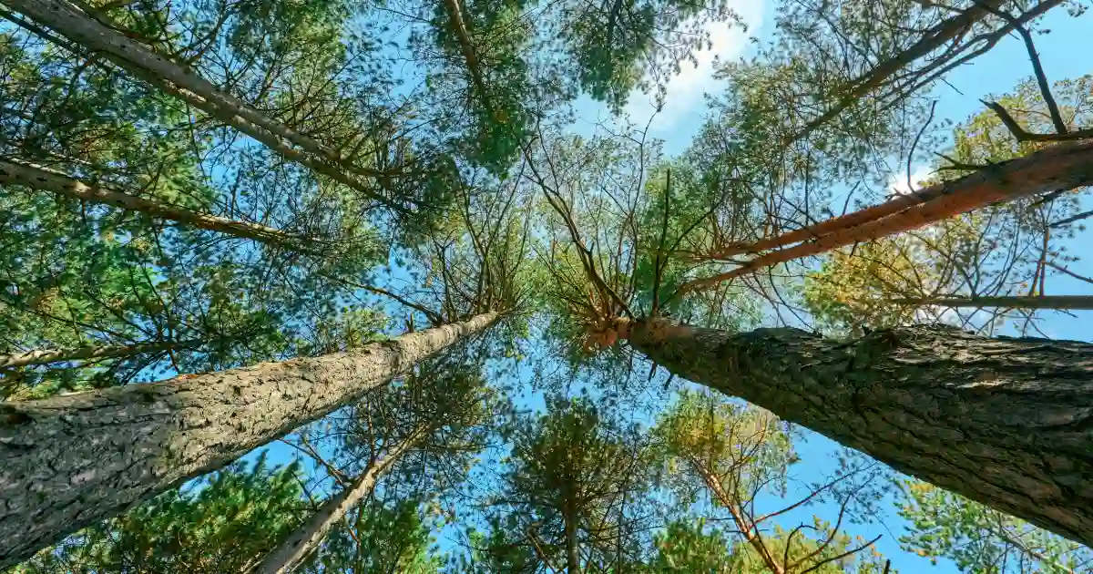 Agroforestry on farmland