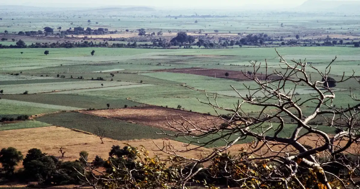 Farmland investment near Bangalore: agricultural fields and mature tree cover for planning a purchase